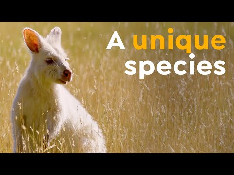 Video: Perbezaan Antara Wallaby Leher Merah Dan Wallaby Rock Berkaki Hitam