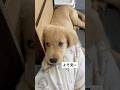人間にくっついていたい子犬#dog #goldenretriever #ゴールデンレトリバー