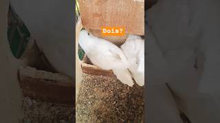 Periquito Australiano  ( ALBINO ) Dois filhotes  com penas completas