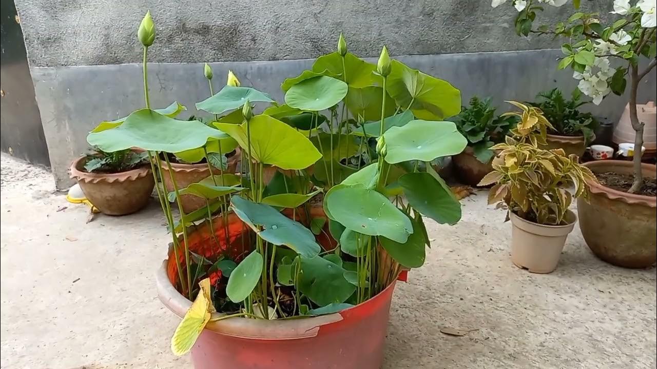 Lotus, without soil. YouTube
