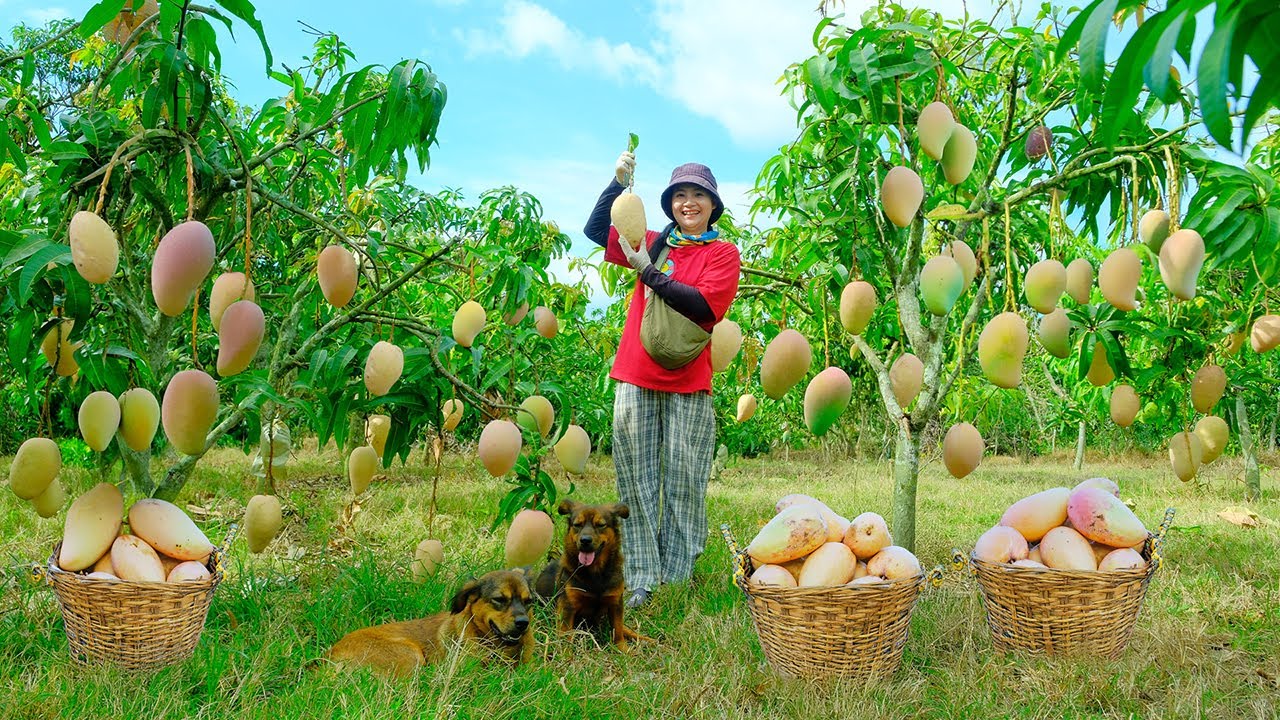 Harvest Pink Mangoes To Sell At The Market, Make Dried Snakehead Fish Mango Salad, Water Vegetables.