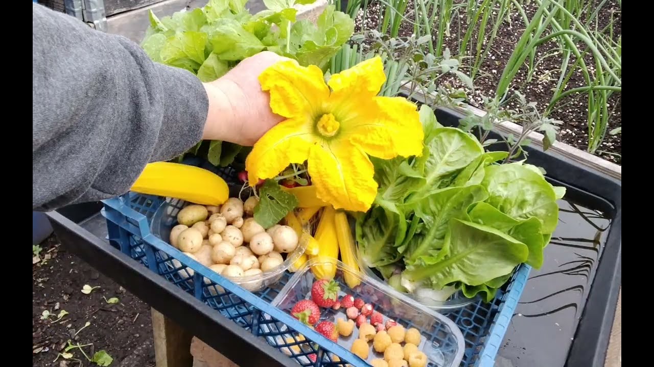 June 26 Tour Of Our Allotments Plot 3 🌞 Real Life Allotment Gardening 🌞Fruit & Vegetable Harvest