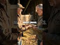 Secret Money Systems for Angus Cattle