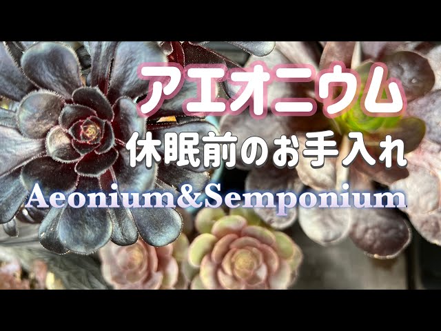 アエオニウム】夏越し準備、てんやわんや。6月初旬現在の様子