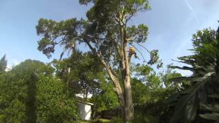 Time lapse of an oak removal .