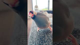 Excited Bird Chasing Owner’s Camera Around