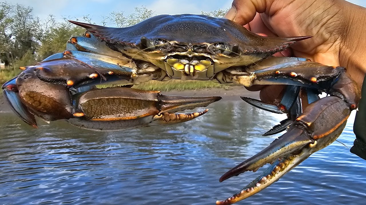 Best Crabbing Ever! Back To Back Blue Crabs! Catch Cook & Eat!