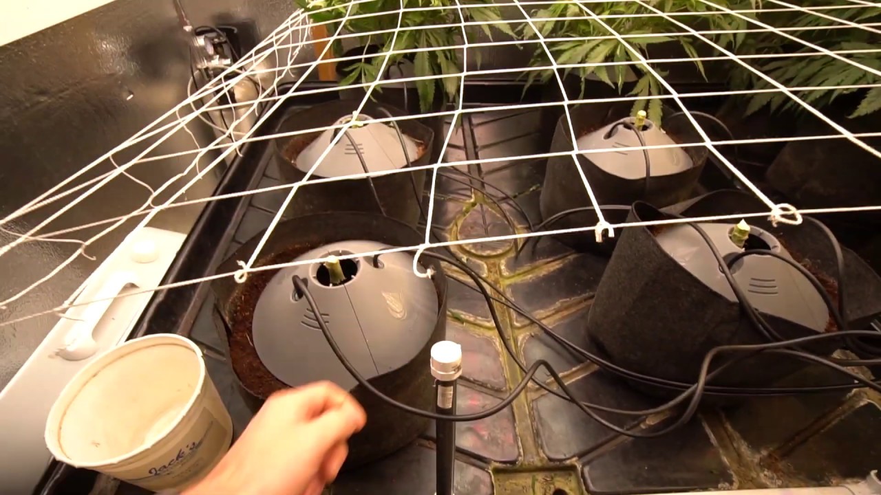 What happened to my last run?... Broad mites!!!