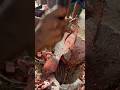 Tilapia Fish Cutting 👀 Viral Knife Skills #shorts