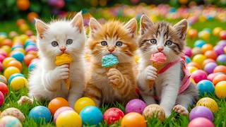 KUCINGKU LUCU SEKALI - LAGU ANAK SI MEONG KUCING LUCU❤️ Lagu Anak Indonesia Viral Terbaru