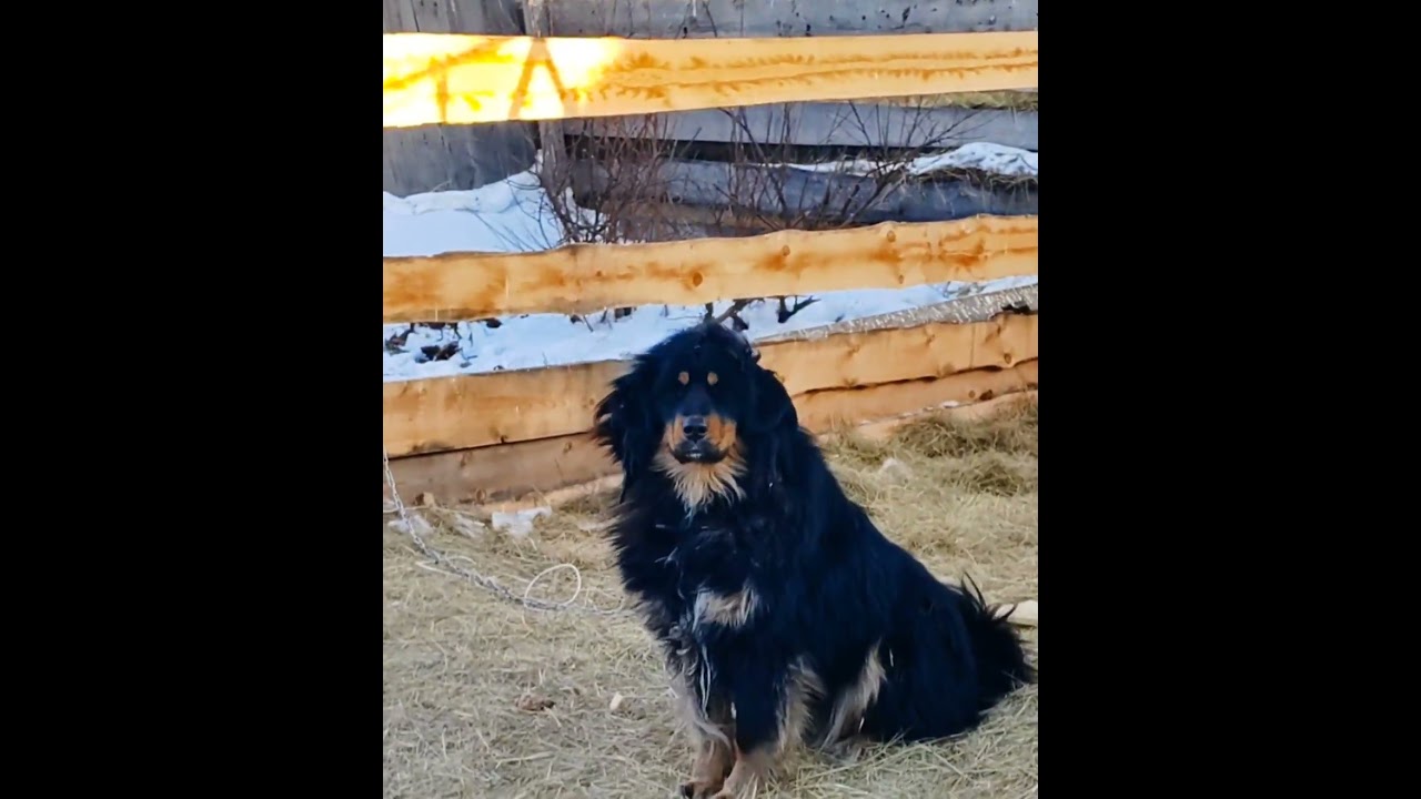 Набегалась 😐