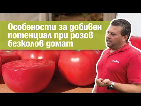 Видео: Какво е розов домат Zapotec: Научете за грижата за розовите плисирани домати Zapotec