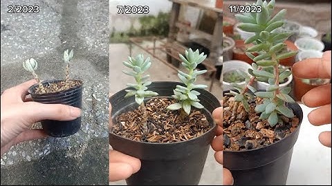Chăm sóc, nhân giống sen đá chuỗi ngọc lam #多肉植物 #suculentas #다육이들