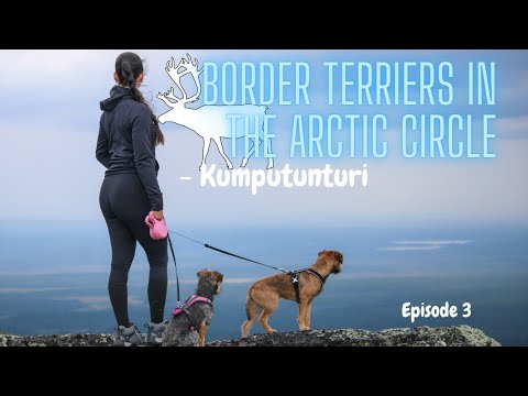 Video: Border Terrier