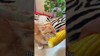 4 Reasons Why Your Kitten Cries 🥺🥺 #CatFacts #KittenCrying
