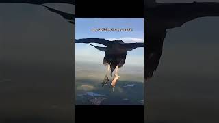 This Bird Got The Eco Mode Dam #funny #pets #animals @wildanimals