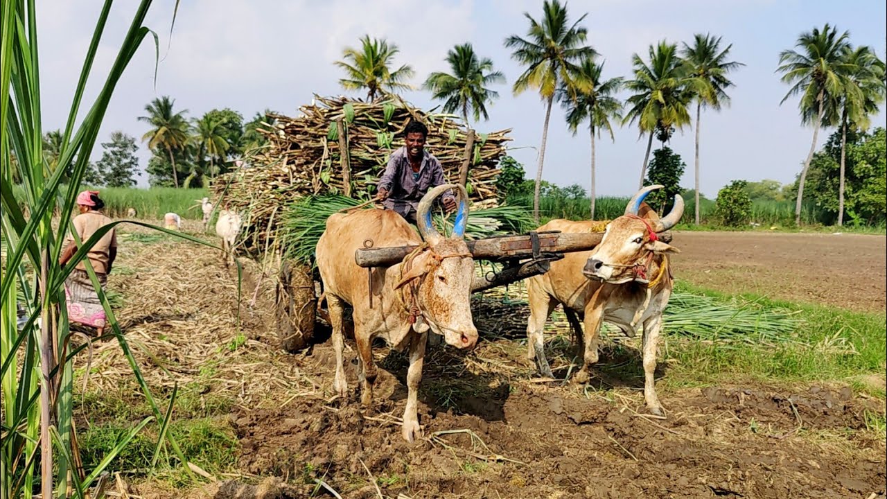 New Young Bullock Cart Heavy Load Deep Mud Stuck | Indian Young Bullock