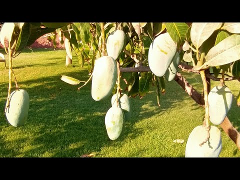 حديقة تحتوي علي 7 أصناف مانجو تعرف علي أصنافهم في هذا الفيديو   7   
