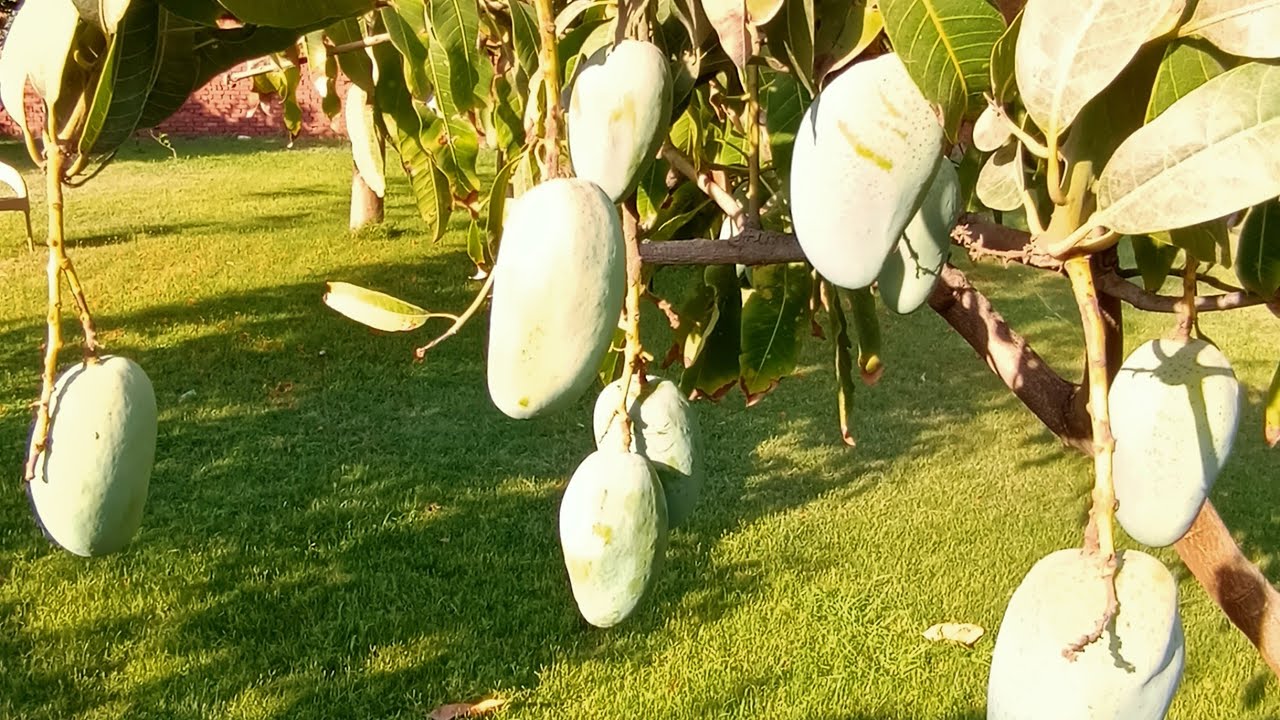 حديقة تحتوي علي 7 أصناف مانجو تعرف علي أصنافهم في هذا الفيديو | Learn about 7 types of mango