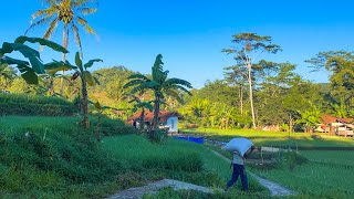 BAGOYYY, Indahnya Suasana Pedesaan Di Pagi Hari Sukabumi Bikin Adem Dan Betah. Bakalan Lama Inimah😅