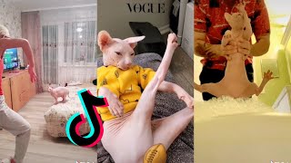 Funny Sphynx Cat [HAIRLESS CAT TIKTOK COMPILATION] ~Part 2