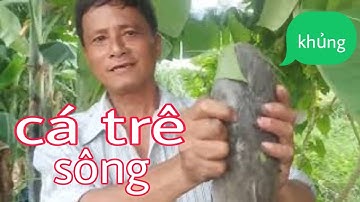 Bình Vlog Câu Cá Trê Sông Sài Gòn