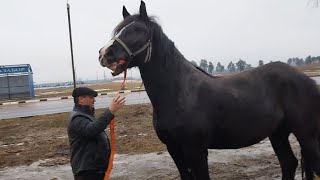 картинка: ЦЫГАНСКИЕ ЛОШАДИ🐎КОБЫЛА АТАКА 4 ГОДА💪СУПЕР!!!
