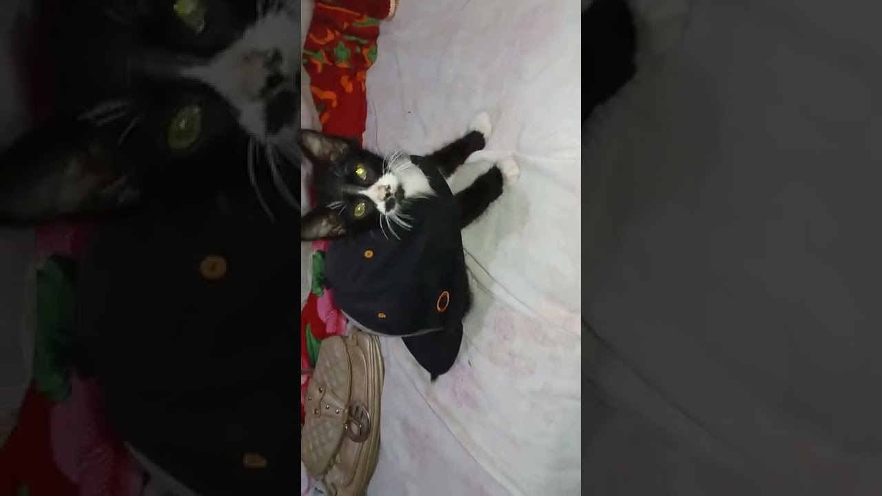 gatoruga ou tartakat chame como vc achar mais fácil de pronunciar