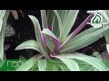 Plantas para Jardines Verticales (Paleta Vegetal)