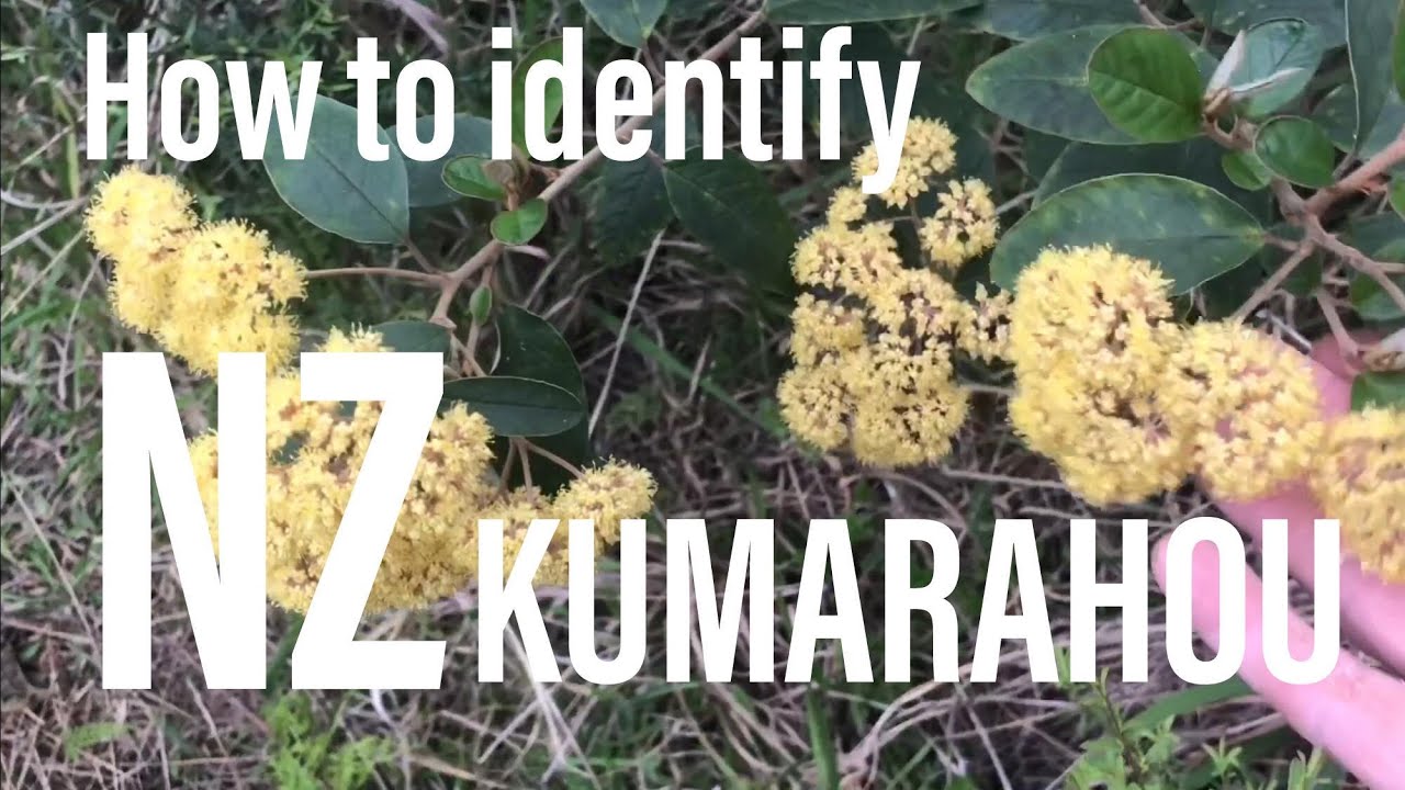 How to identify NZ Kumarahou (Pomaderris kumeraho) YouTube