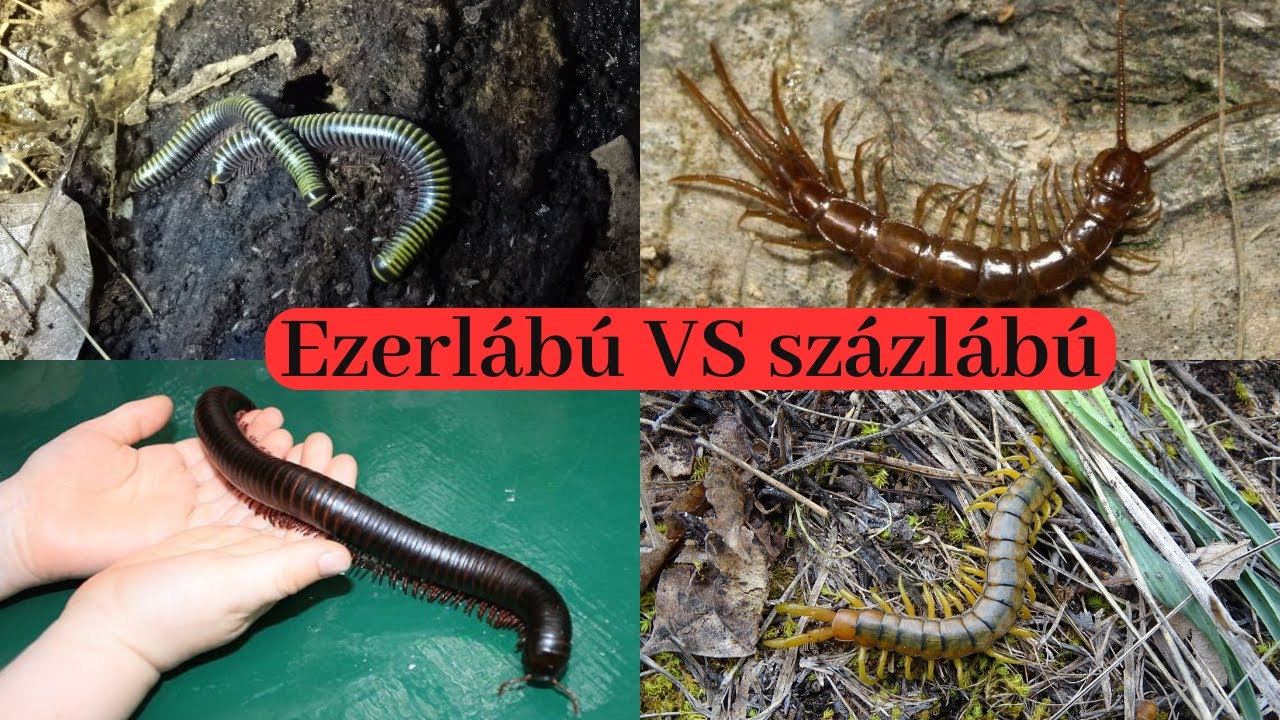 Mi a különbség ezerlábú és százlábú között?