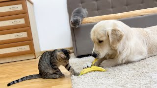 What does a Golden Retriever do when Kittens Try to Take a Banana from Him