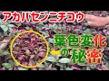 葉色の変化の秘密【園芸のぶチャンネル】【アカバセンニチコウ】