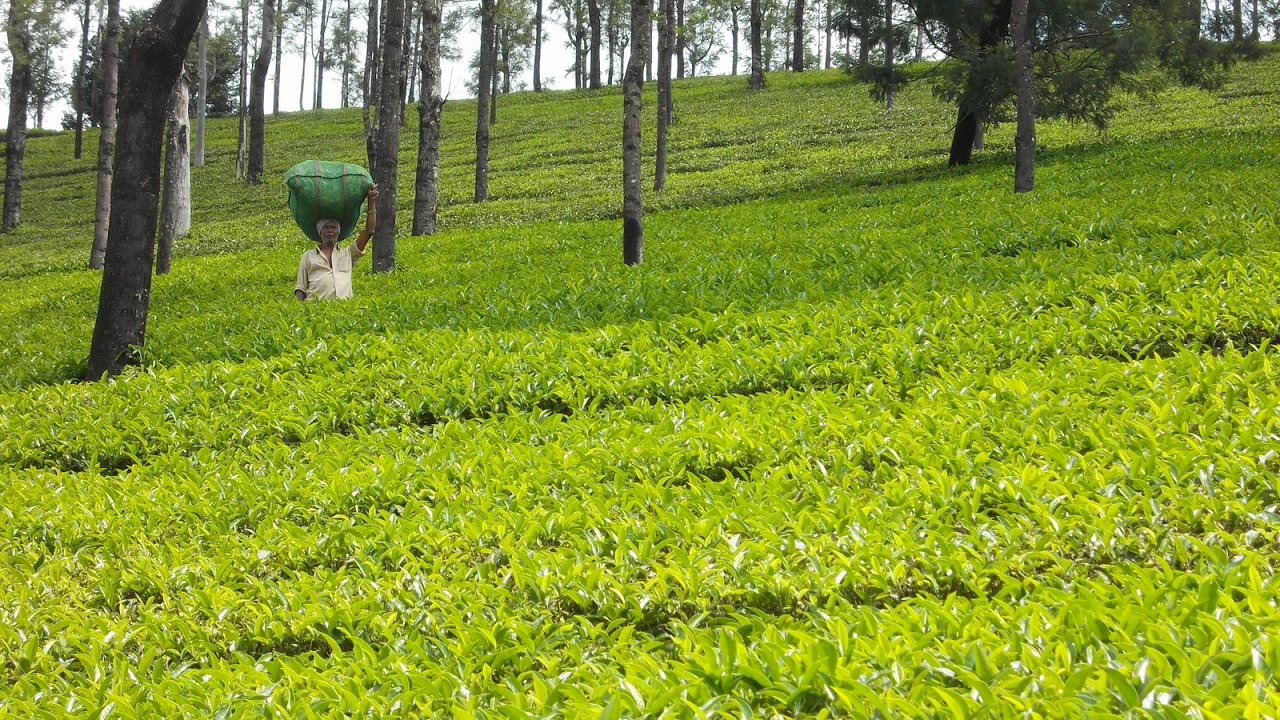 Kotagiri Tea estates Kodanad View Point Tamilnadu YouTube