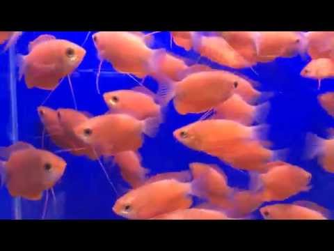 Колиза красная Colisa lalia Color Honey Gourami продажа оптом