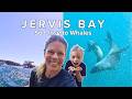 We Chased Humpback Whales… and Nature Had Other Plans | Jervis Bay, NSW