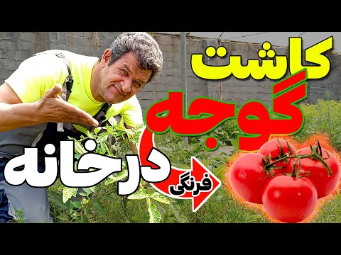 اول عید وقت کاشتن بذر گوجه داخل خونه هست امسال با همین روش ساده در خانه گوجه بکار