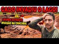 Invasão de Gado | Estragos Inesperados na Chácara