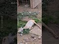 酪農から解放されたヤギたち