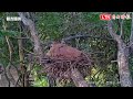 撐過風雨！台南水道黑冠麻鷺防松鼠搶蛋 育雛模樣全都錄（館方提供）