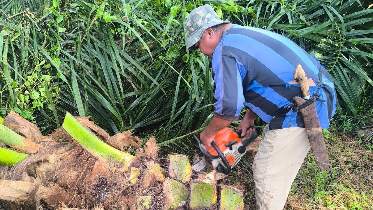 Ngulu Biak Chendai Ngupak Niuh//Terer Hang Tuai Tok