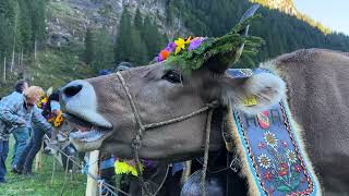 Cow parade Switzerland