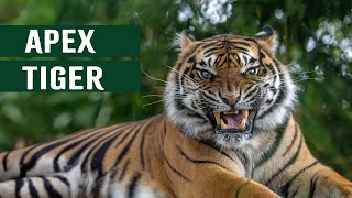 TIGERS IN FOR THE KILL VS HUMANS: THE REAL APEX OF THE JUNGLE
