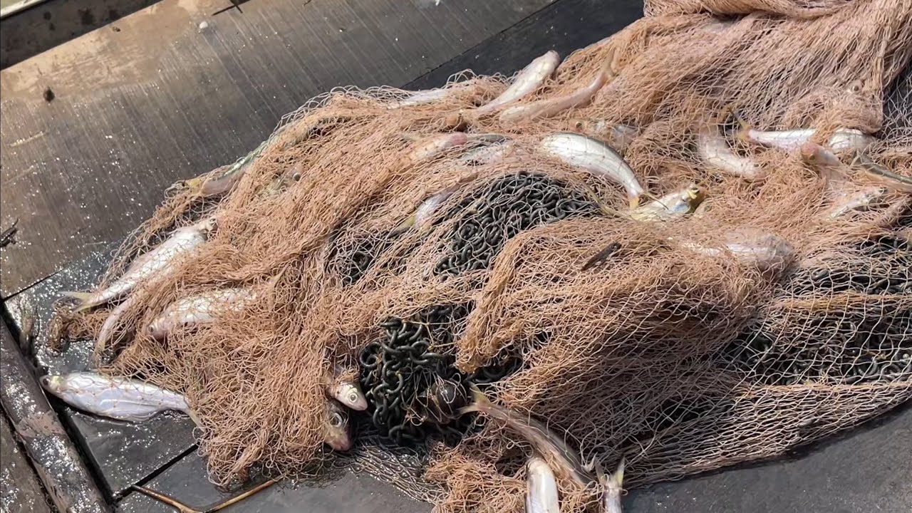 Theo Con Nước Chảy Mạnh Bắt Cá Sát 