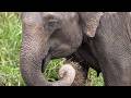 Wild Elephants in the Rain 🐘 | Hurulu Eco Park Safari in Sigiriya Sri Lanka 🇱🇰