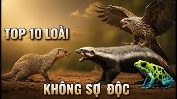 TOP 10 Loài Vật KHÔNG SỢ ĐỘC – Những Kẻ Thách Thức Cái Chết