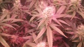 Purple Kush Scrog Update! Weeks 5-7!