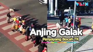 Lucu, Anjing Bantu Bocah TK Menyeberang Jalan