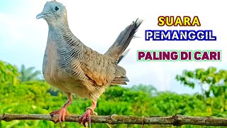 Download lagu Burung Perkutut Lokal Pikat Gacor Terbaik Untuk Pancingan