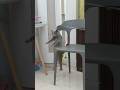 Funniest cats and dogs will make you laugh to tears. 😹 #funniestcats #funnydogs #funnyanimals